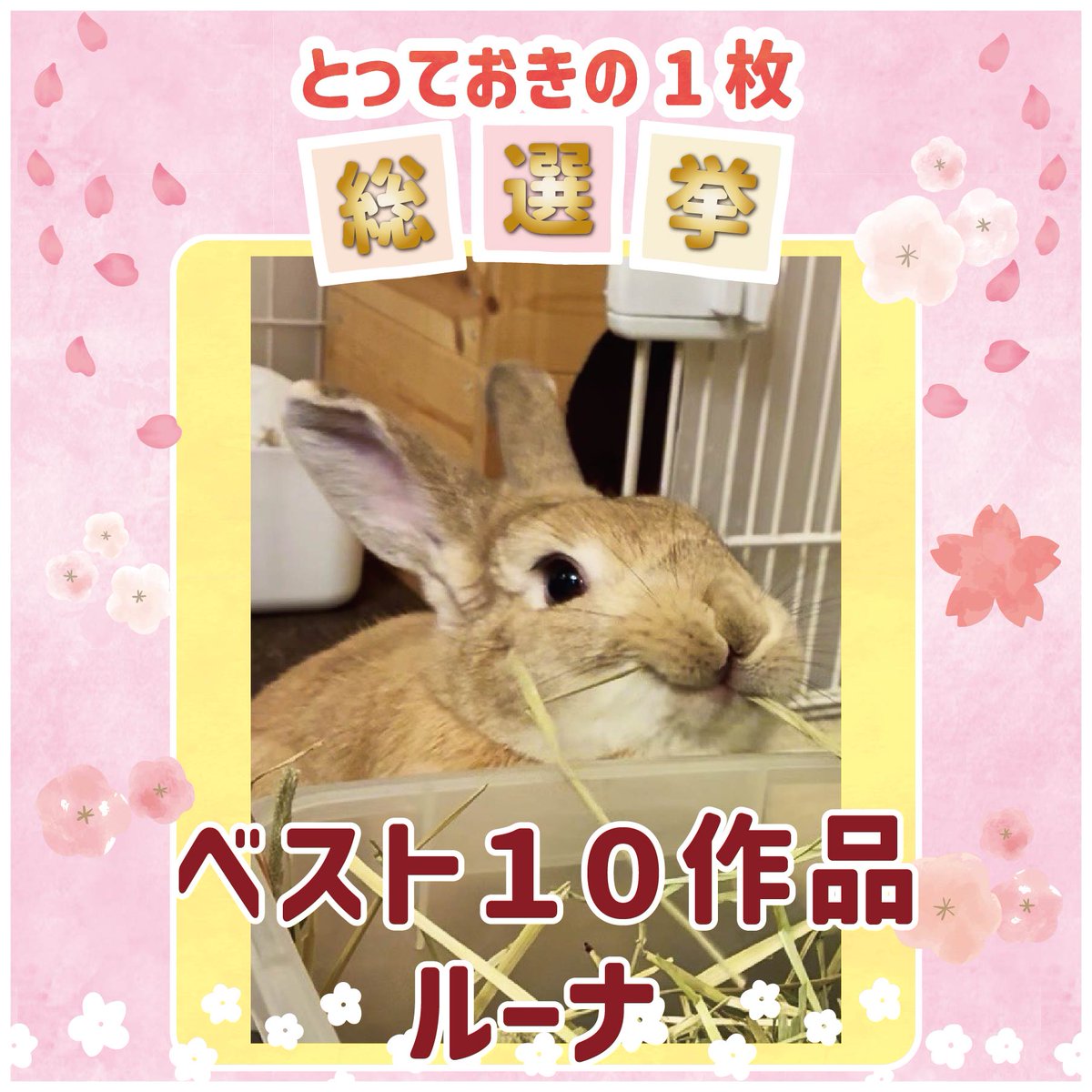 WOOLY（ウーリー） ㅣ うさぎの食彩工房 tweet media