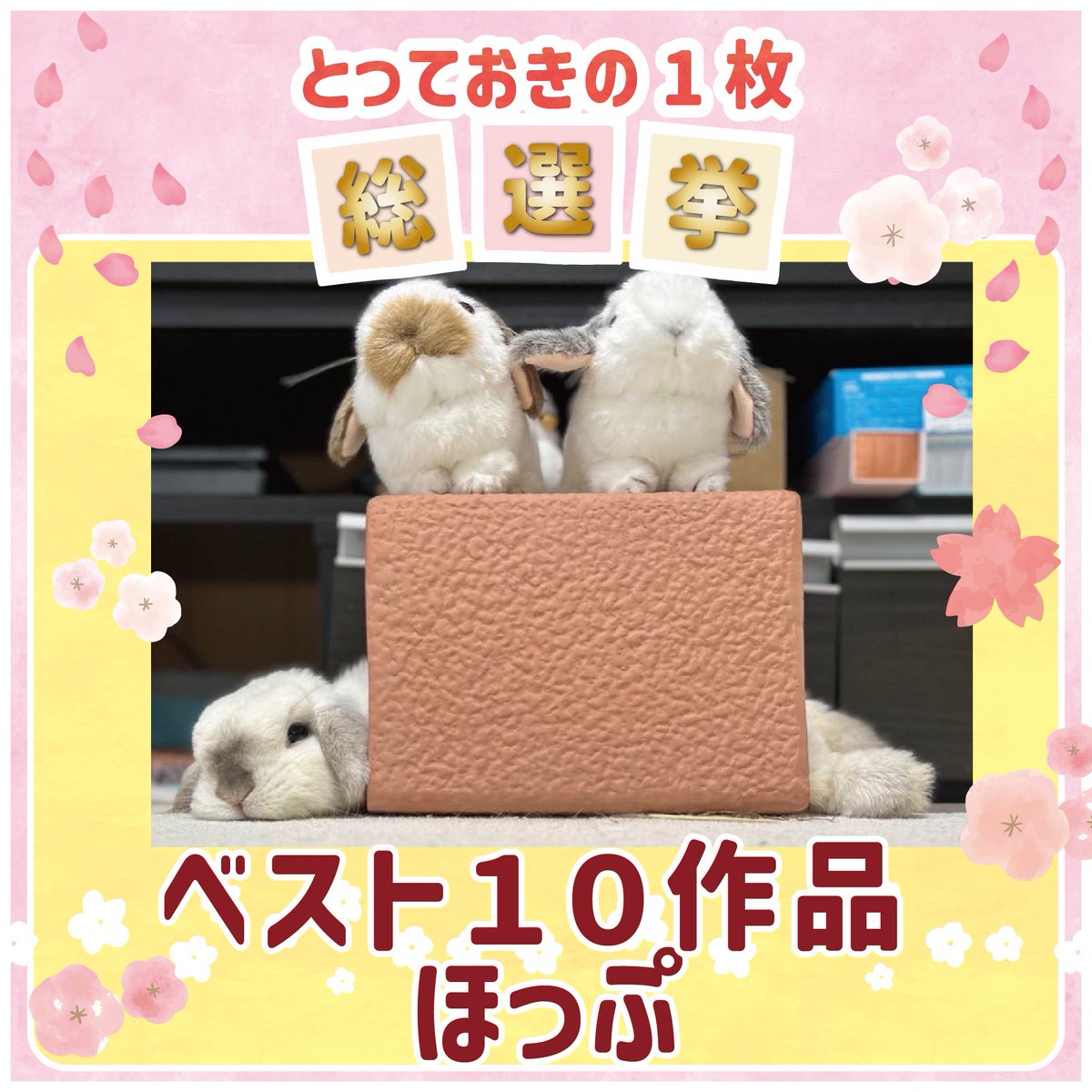 WOOLY（ウーリー） ㅣ うさぎの食彩工房 tweet media