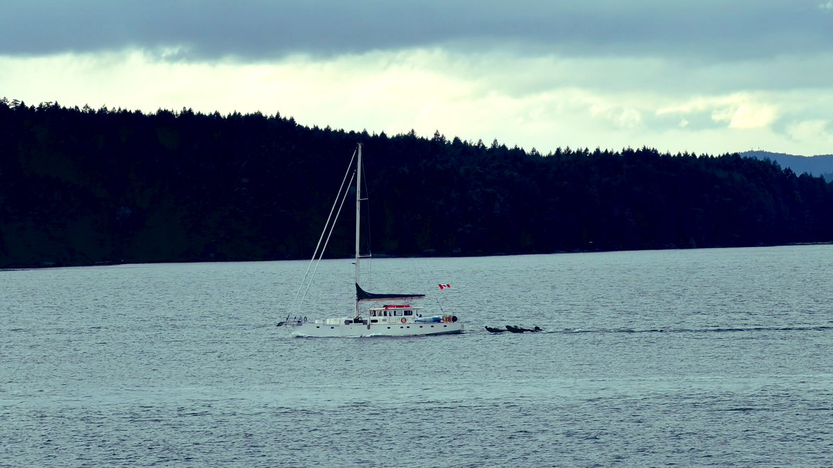 私厨奶爸 tweet media