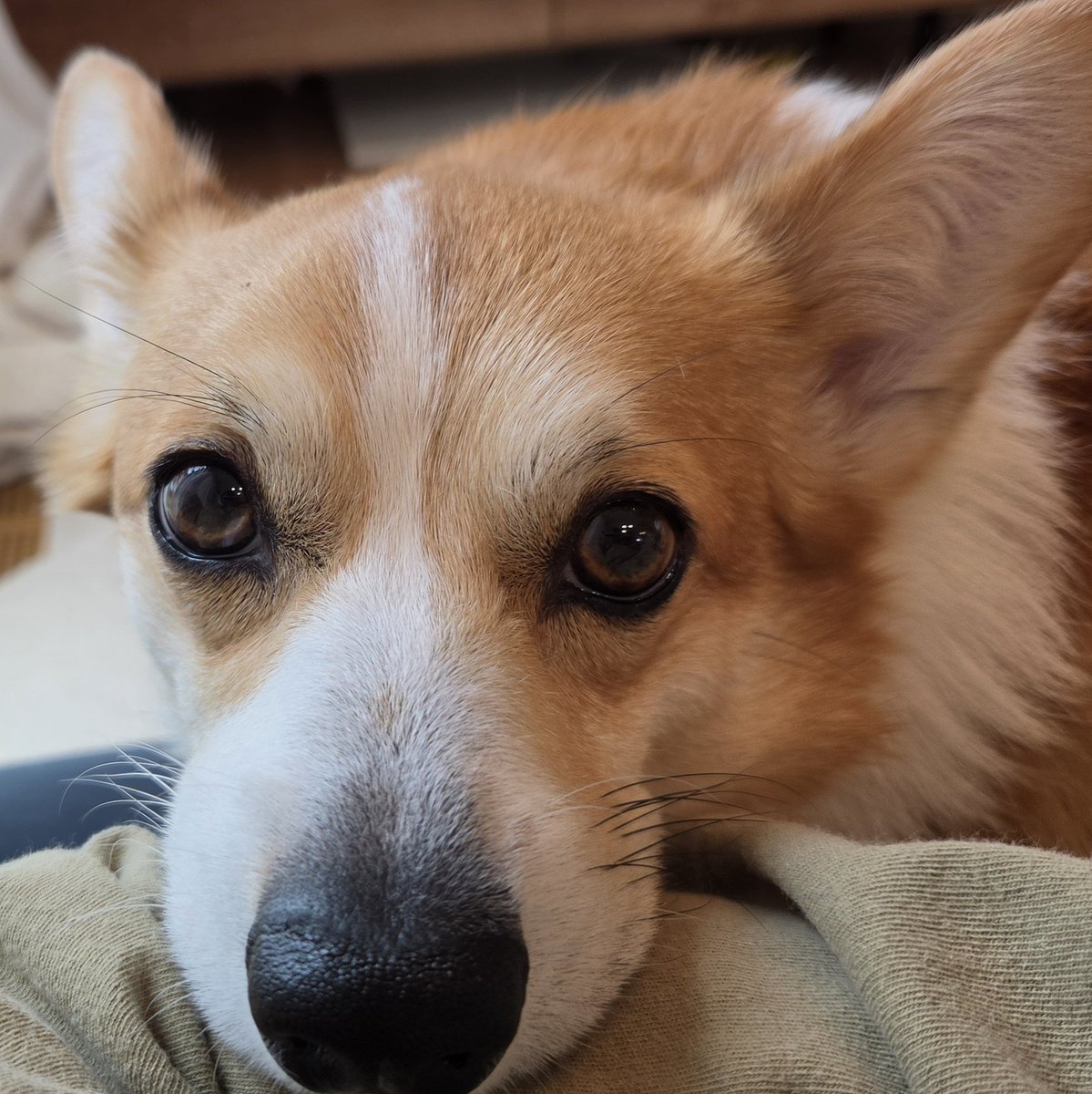 chimatto_corgi's tweet image. あごのせ