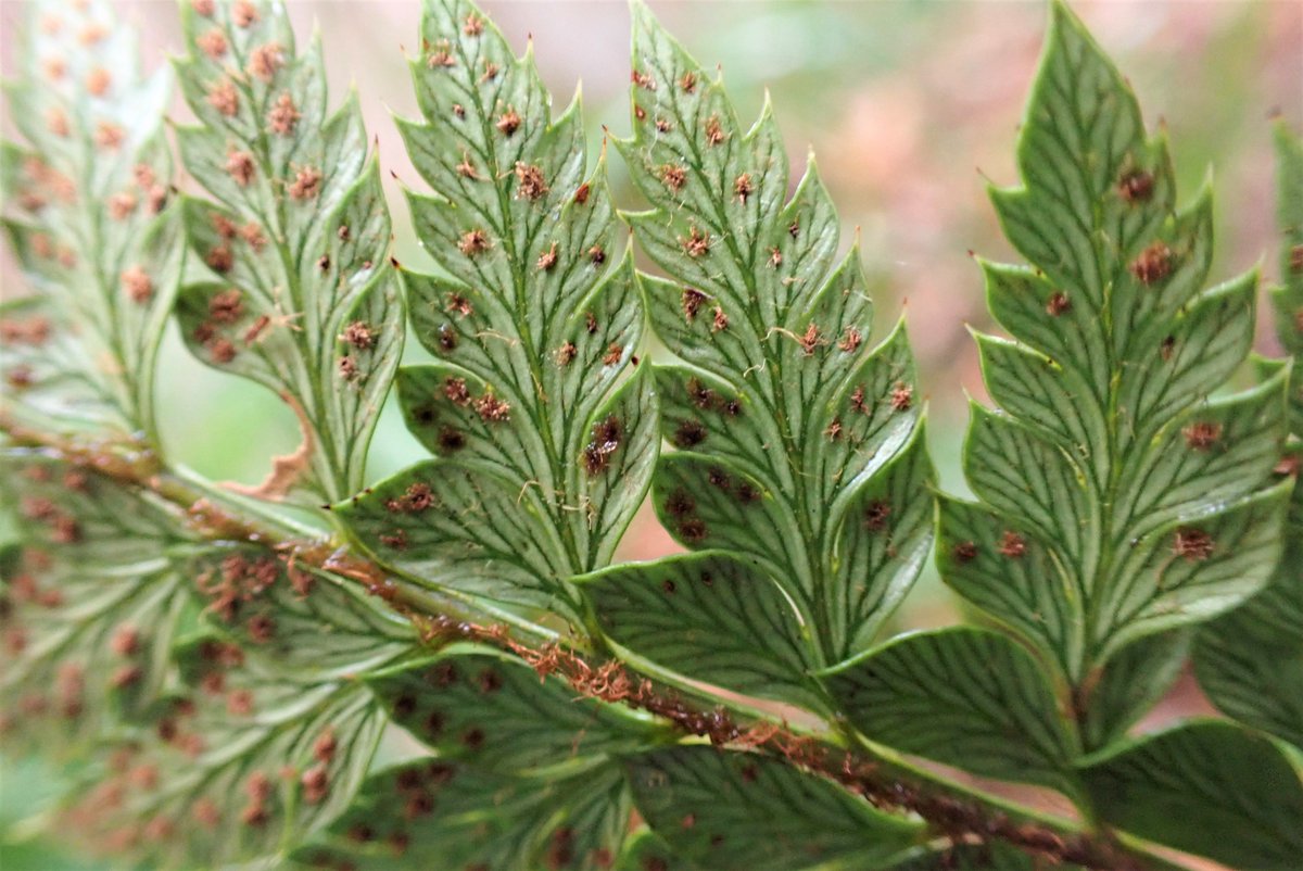 神奈川県自然環境保全センター tweet media