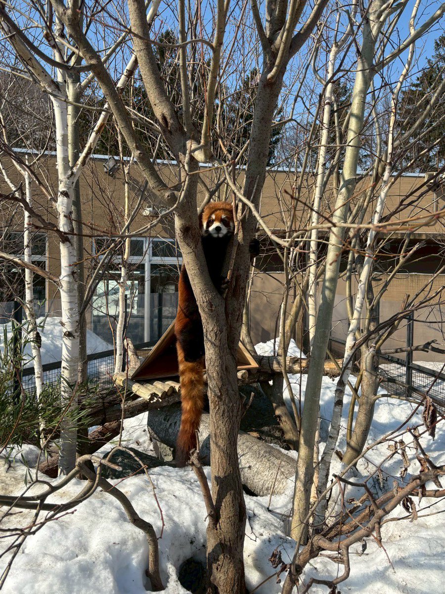 札幌市円山動物園（公式） tweet media