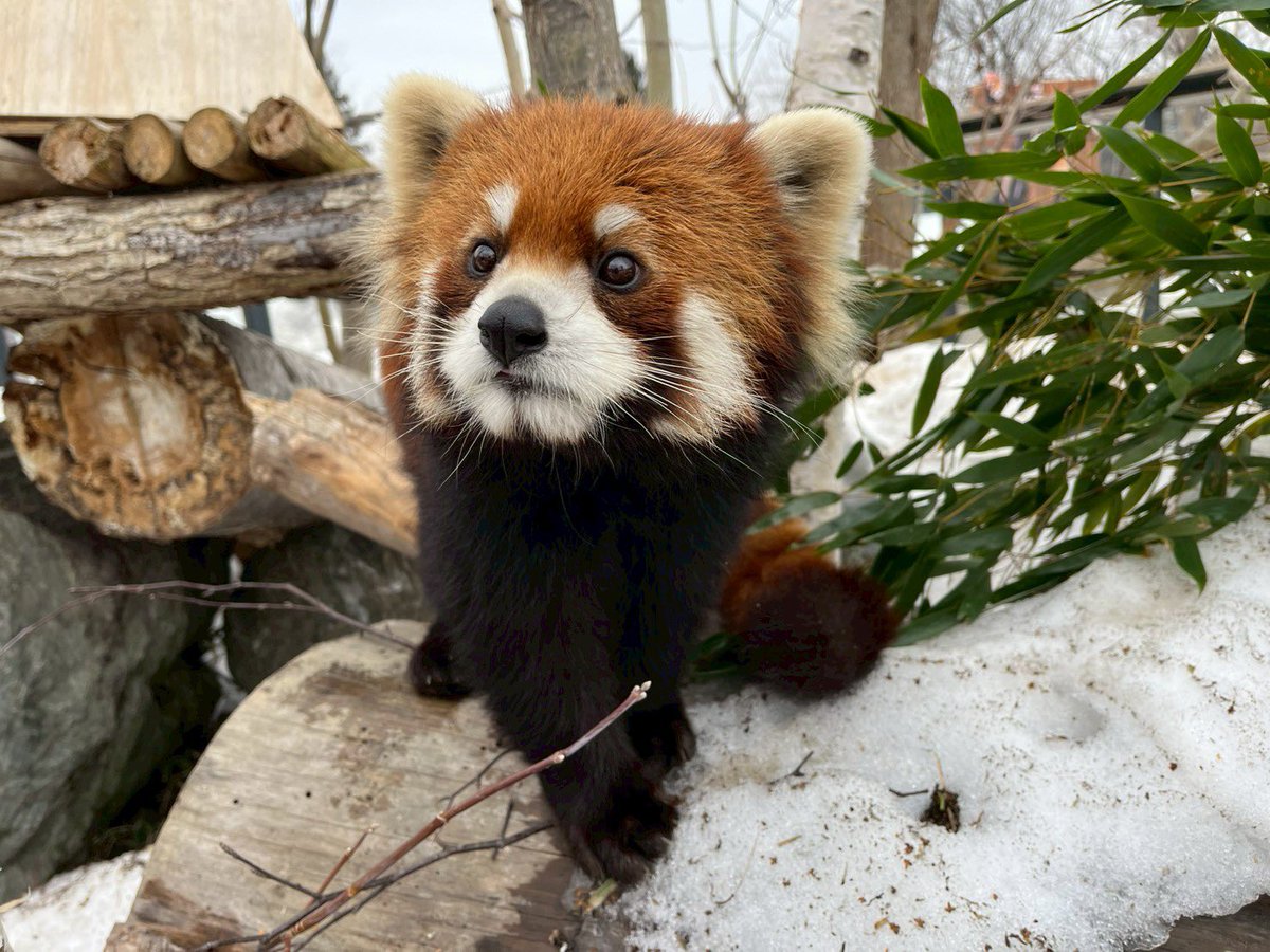 札幌市円山動物園（公式） tweet media