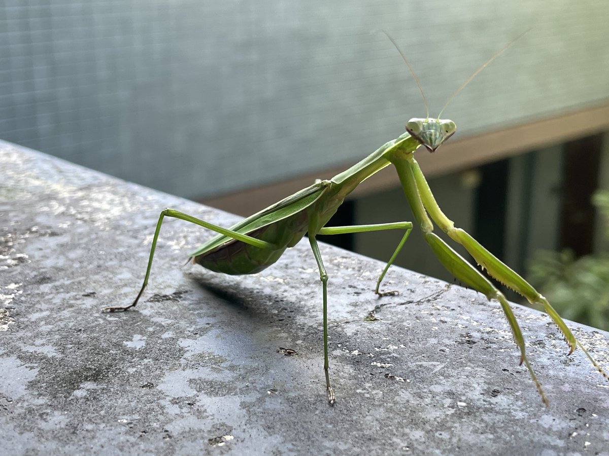 MAD MÜD MATSÜDÖ(THE BARIUM PILLZベース) tweet media