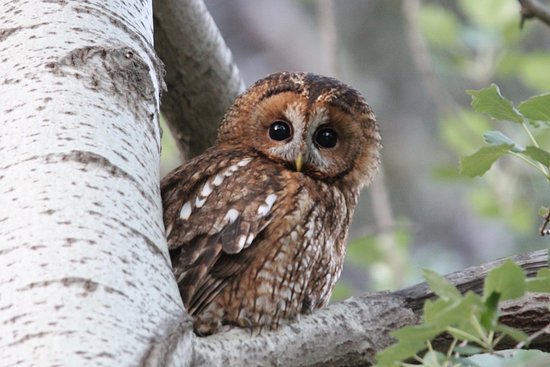 Owl Every Day tweet media