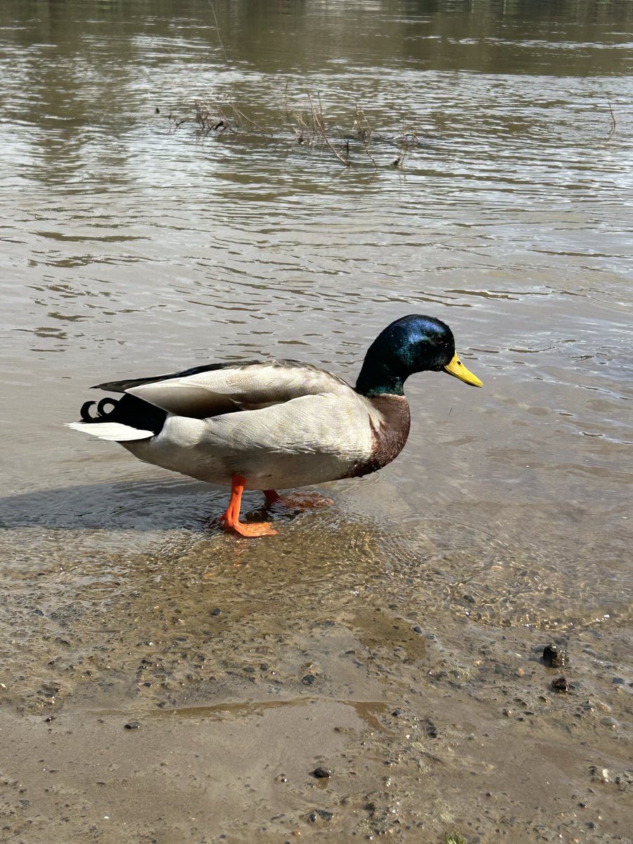 Reb Sims tweet media