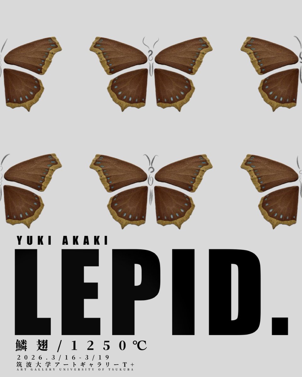「LEPID.  鱗翅/1250℃」が開催中です。

会場: アートギャラリーT＋
会期: 3月16日(月)〜3月19日(木)
出展者: 赤木祐貴

〜〜〜〜〜〜〜〜〜〜〜〜〜〜〜〜〜〜

1250℃の火を通った蝶と蛾たち。
土でできた彼らが吸水し、食餌し、光
の中で翅を開く。
LEPID.は陶の鱗翅目を観察できる空間です。
