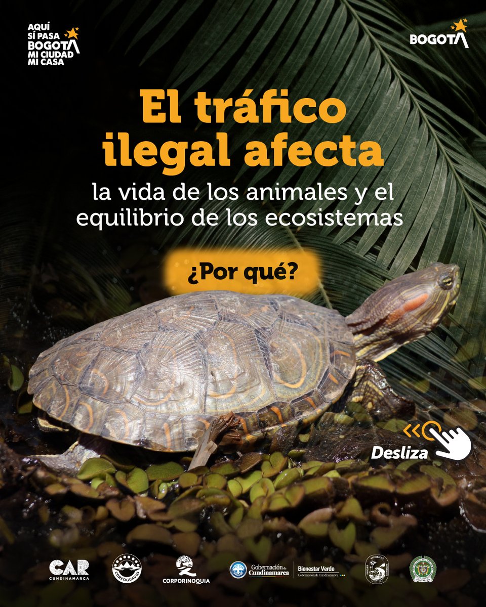 Secretaría de Ambiente tweet media