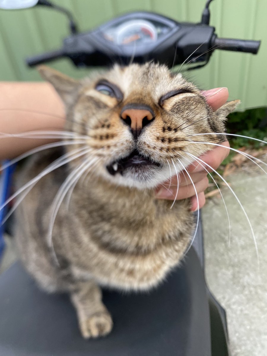 Sanxia veg out boy homebody cat(L.W.H) tweet media