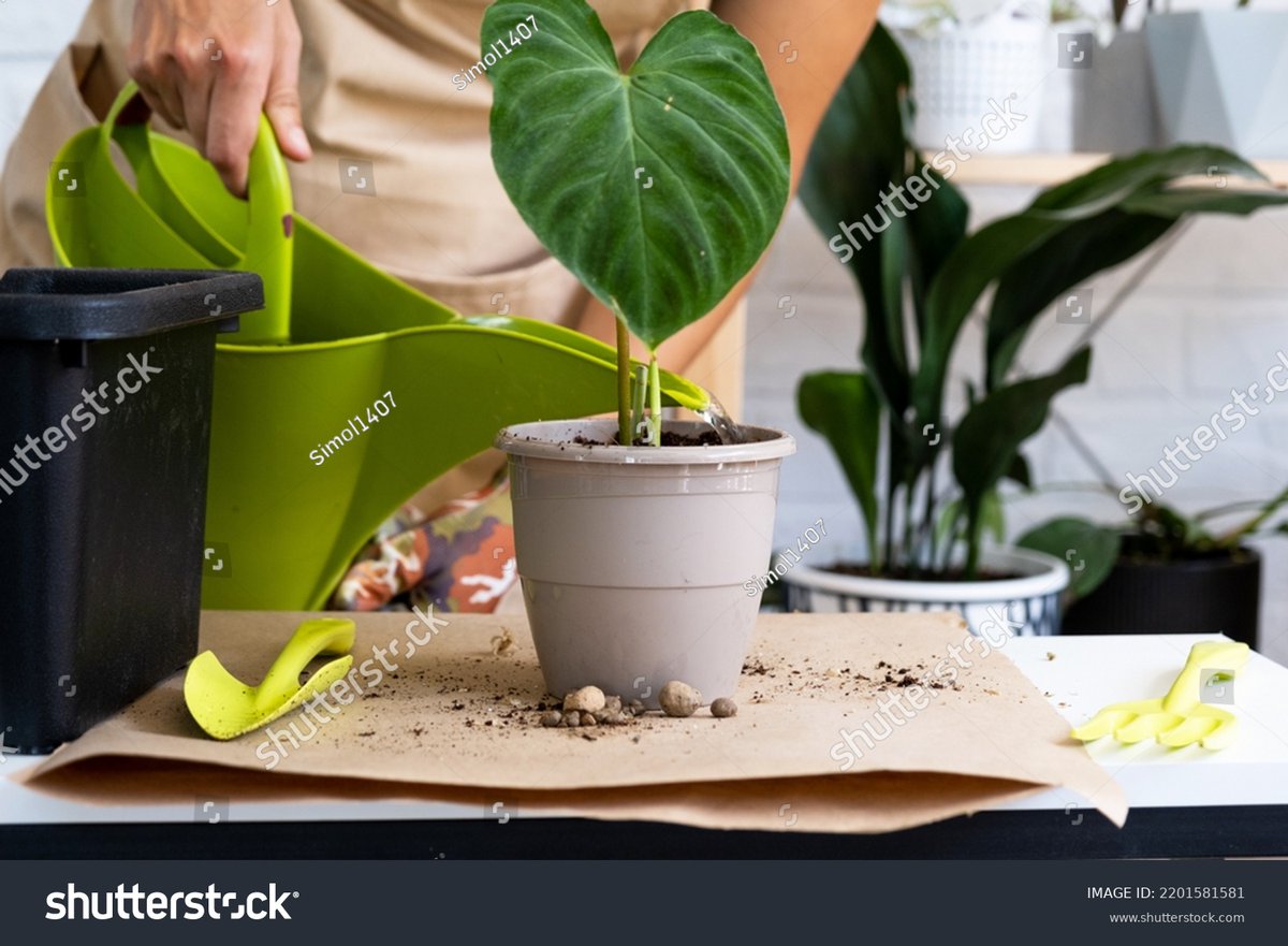 phillip medeiros tweet media