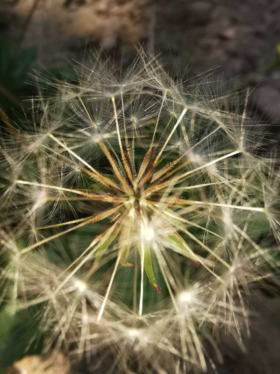 doğan goleli tweet media