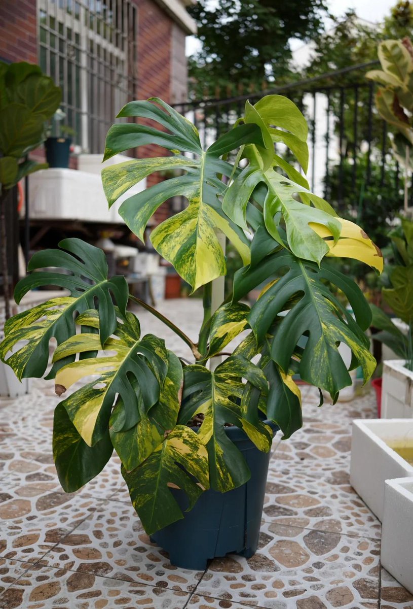 Ralph Vigil Jr. tweet media