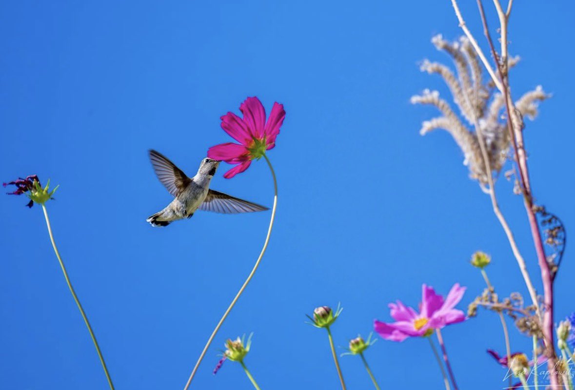 Coachella Valley tweet media