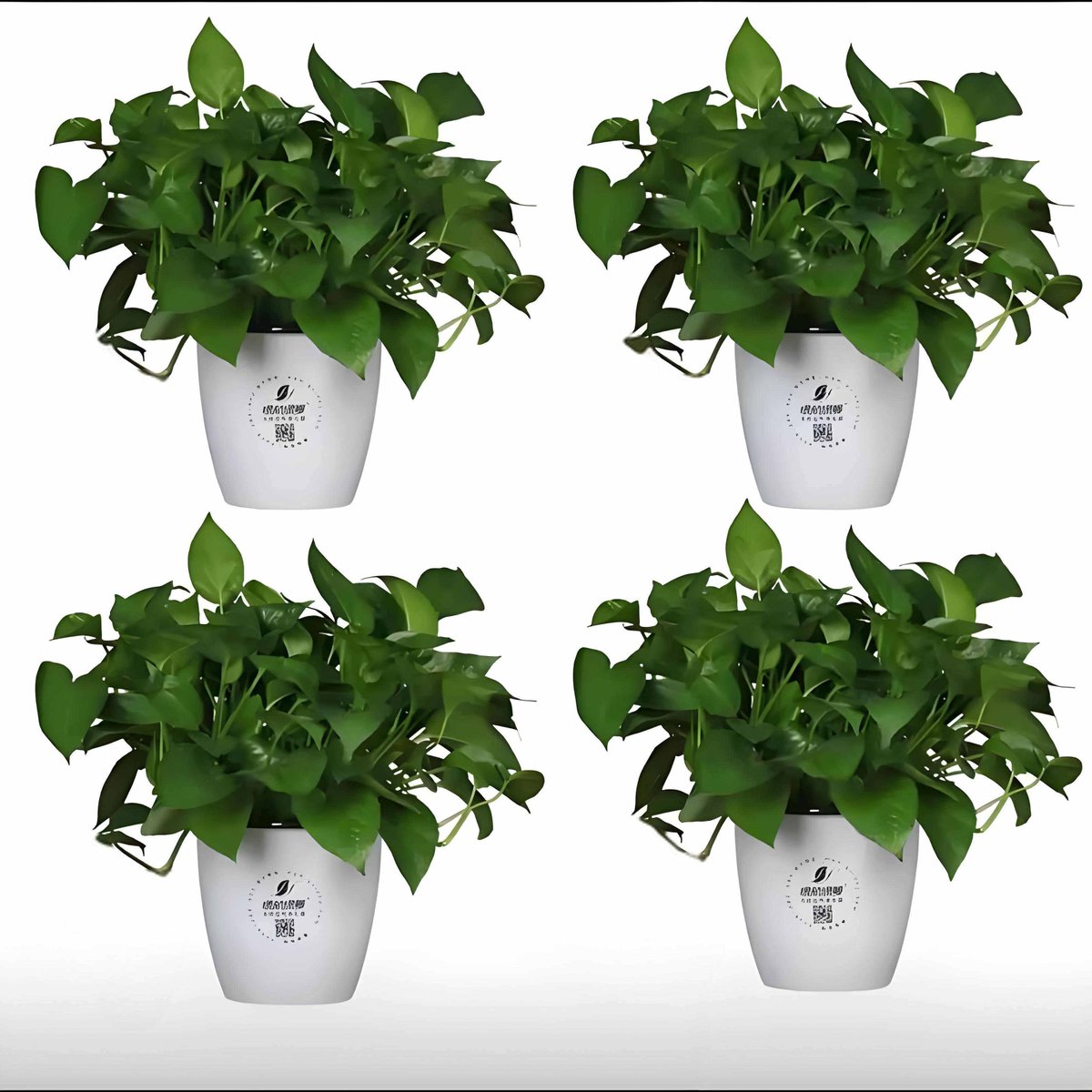 SLC Maids And Cleani tweet media