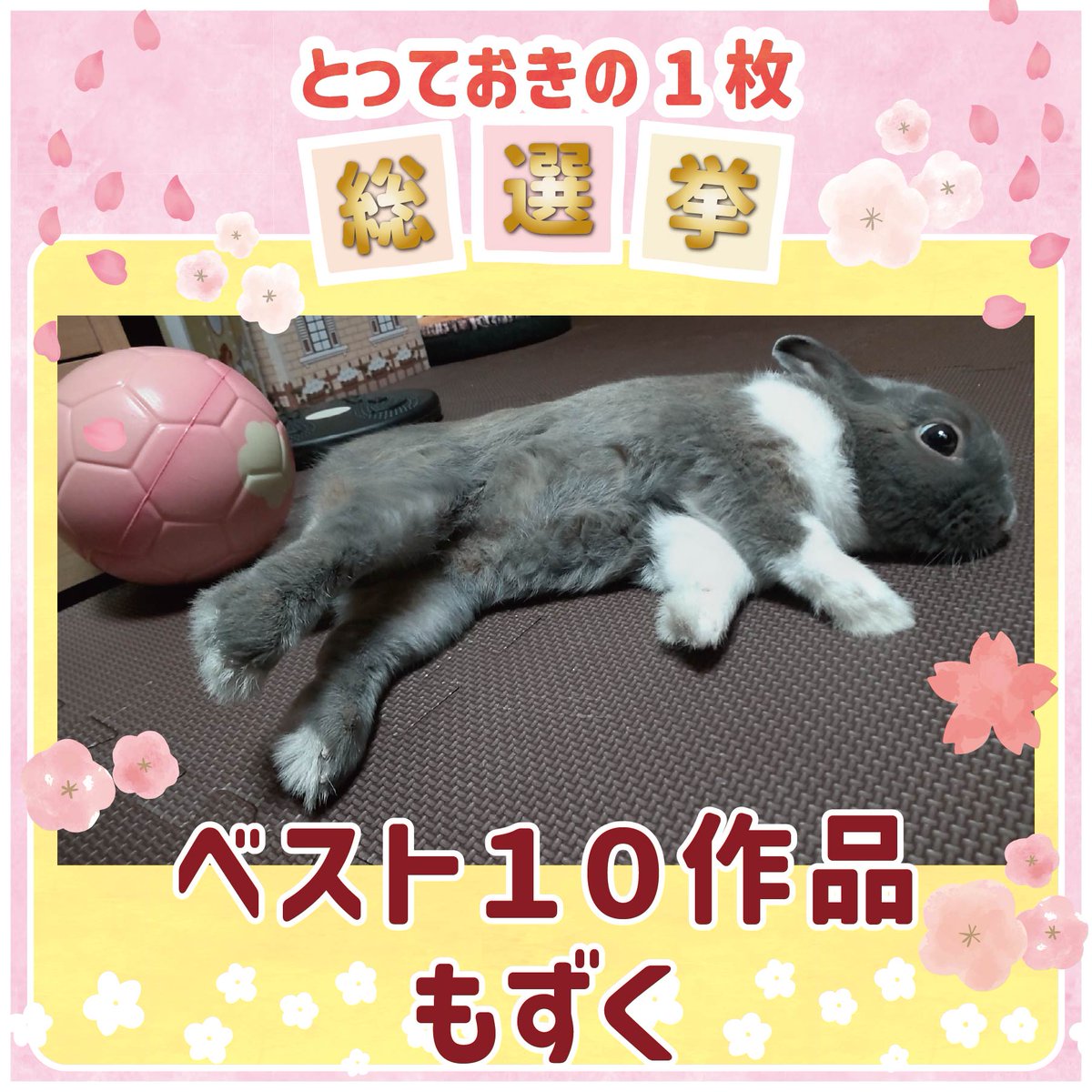 WOOLY（ウーリー） ㅣ うさぎの食彩工房 tweet media