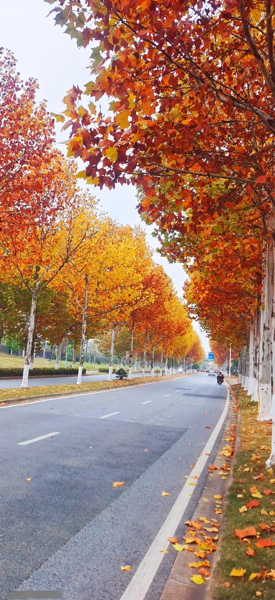 mahamed affrath tweet media