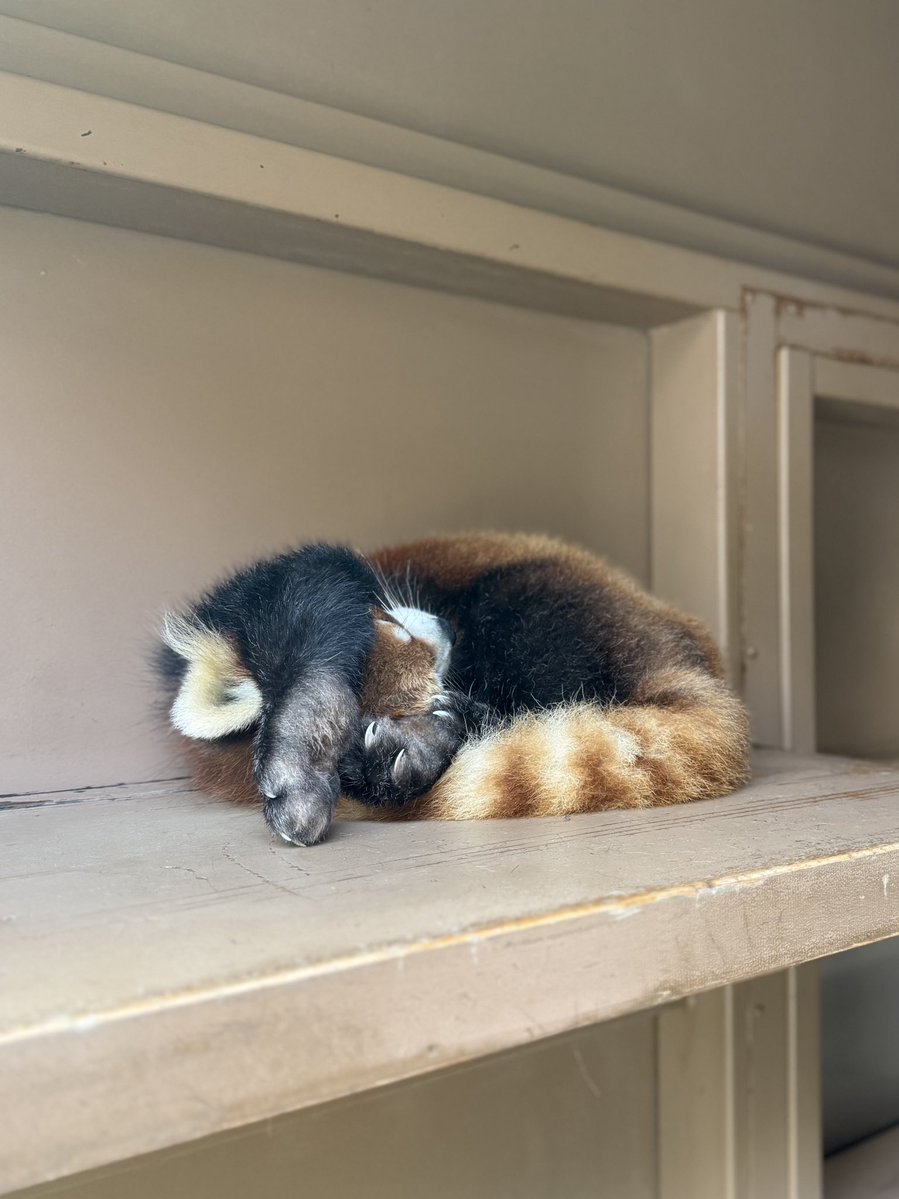 るん🐾 tweet media