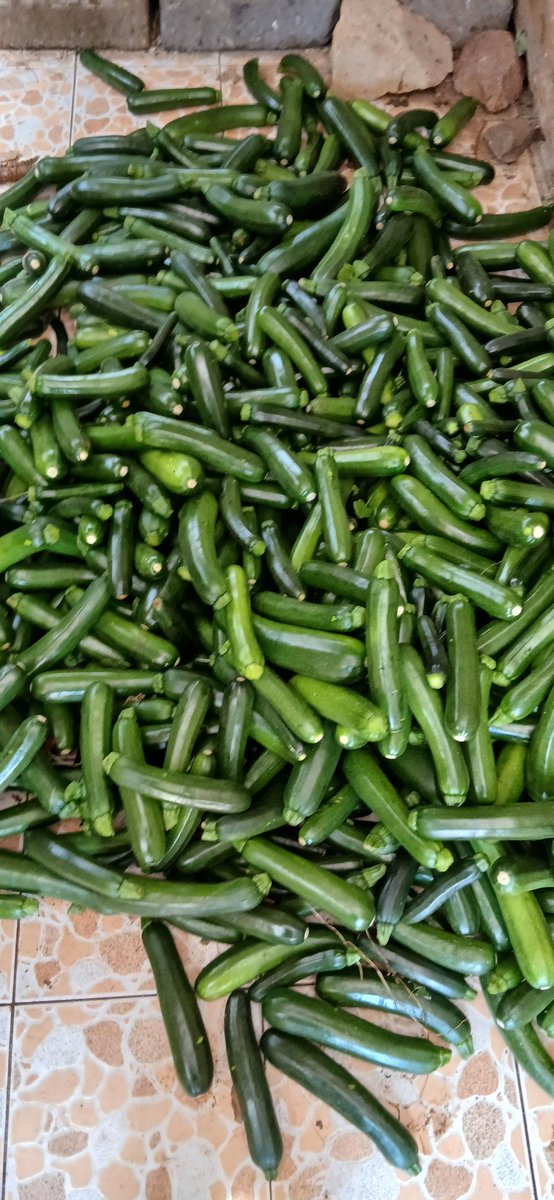 FreshfarmP's tweet image. Fresh courgettes (zucchini) 🥒✨
Perfect for frying, baking, or adding to your meals!

Healthy + delicious 😋

#Zucchini #HealthyEatingKE #VeggieLife