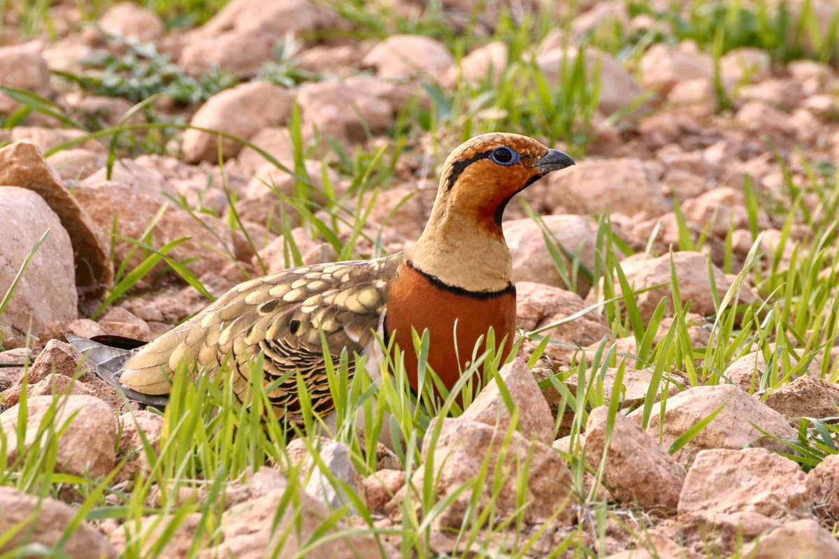 mark@birdingpinoso tweet media