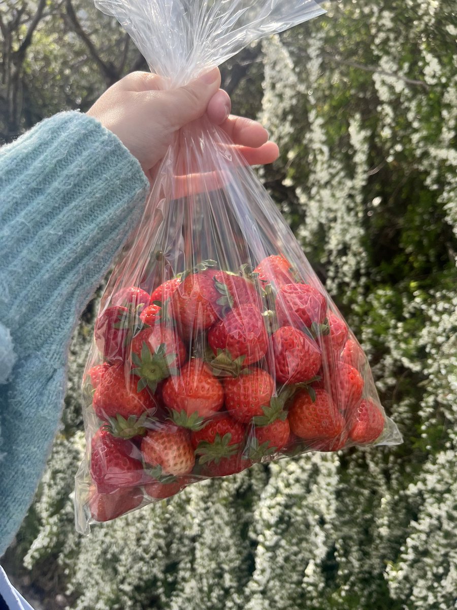 hinapi_0v0's tweet photo. いちご！いちご！
🍓🍓🍓✨️ https://t.co/H7lp8xg9hp