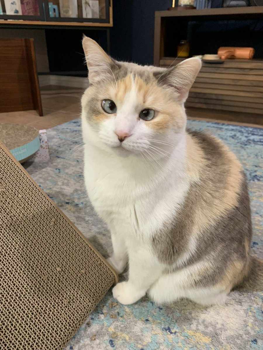 Panko A. Cat’s Mom tweet media