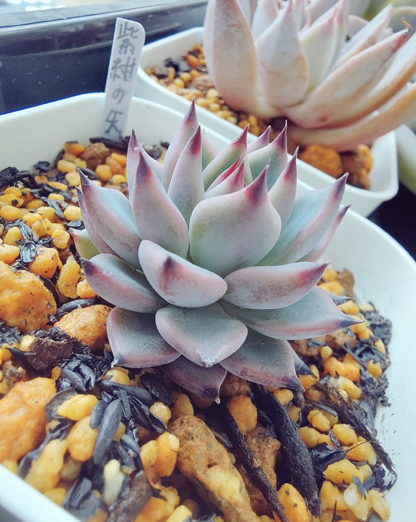 ぱっちゅーた tweet media