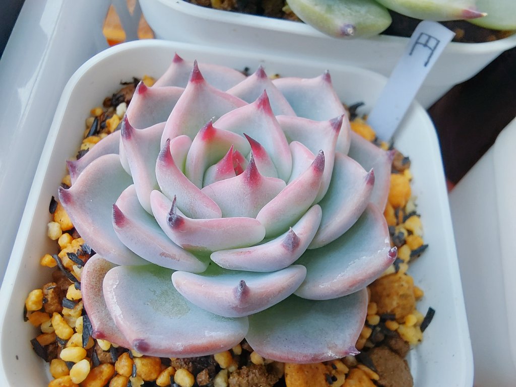 ぱっちゅーた tweet media