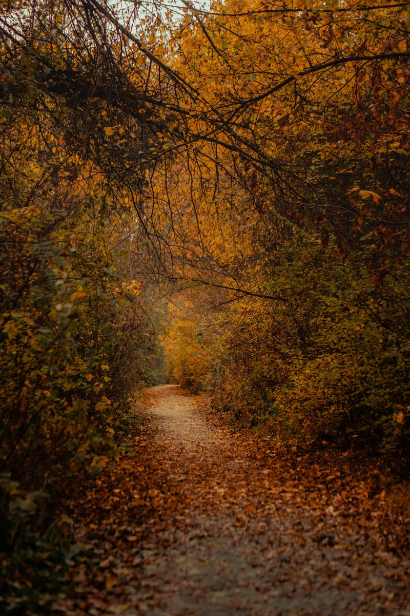 purenature_1's tweet image. Walking into a literal fall 🍁🍂 #Autumn