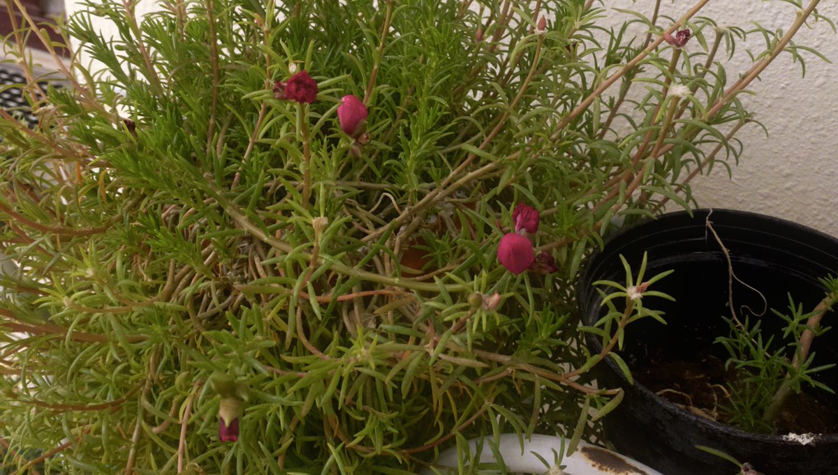 `۶ 𓏲༉ tweet media