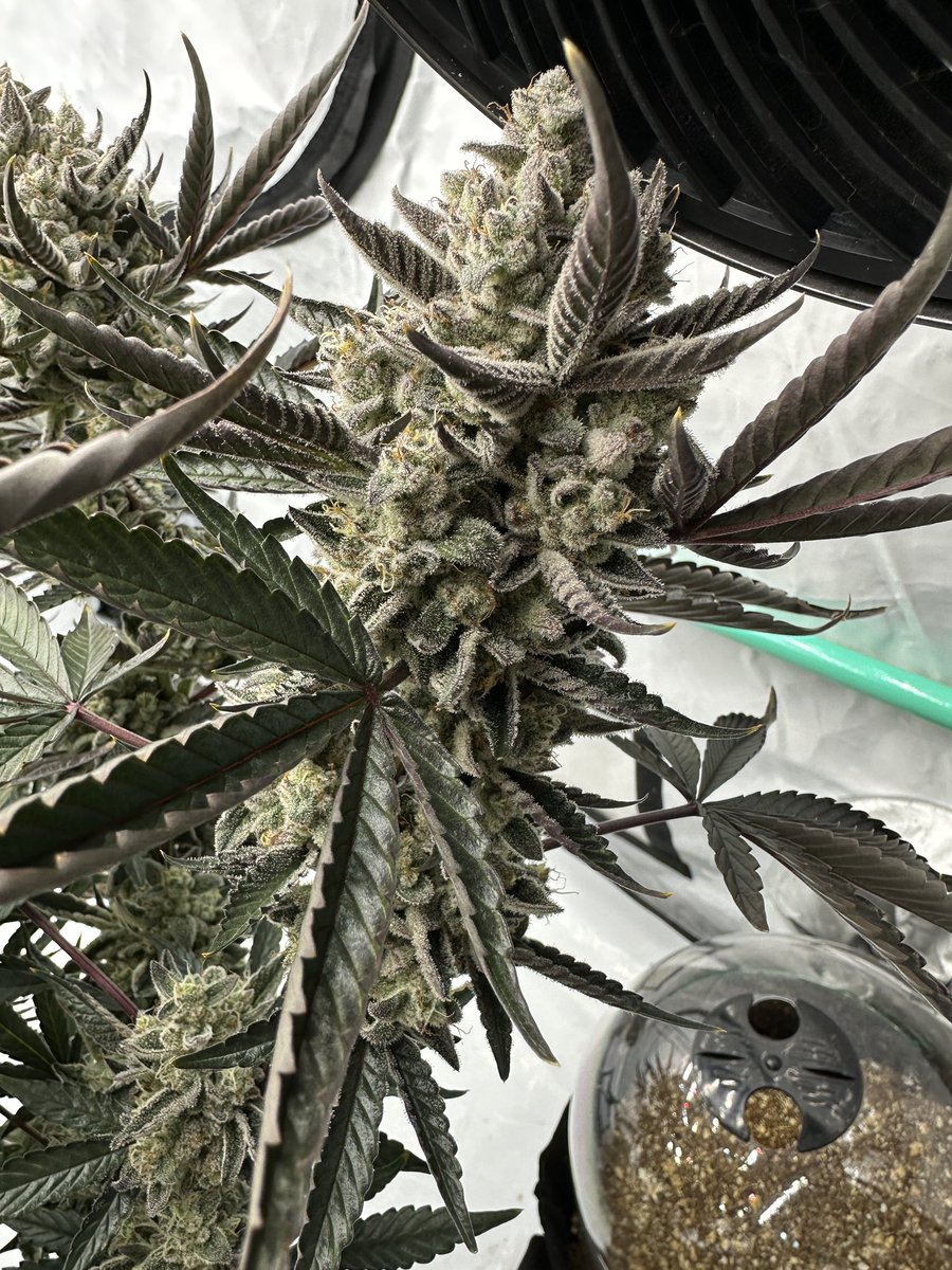 Justin🚀Time tweet media