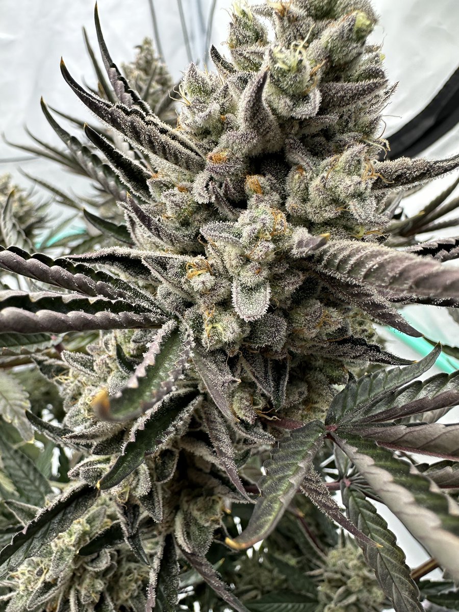 Justin🚀Time tweet media