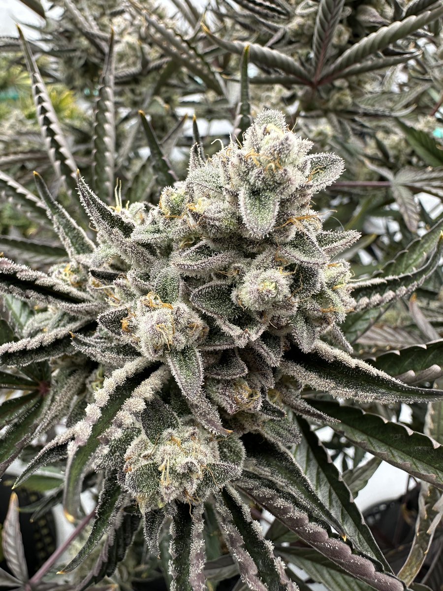 Justin🚀Time tweet media