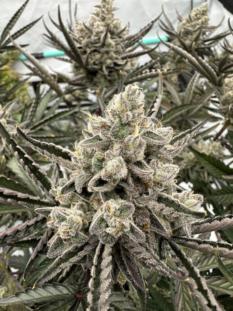 Justin🚀Time tweet media