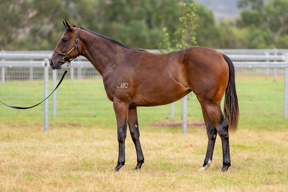 ANZ News tweet media