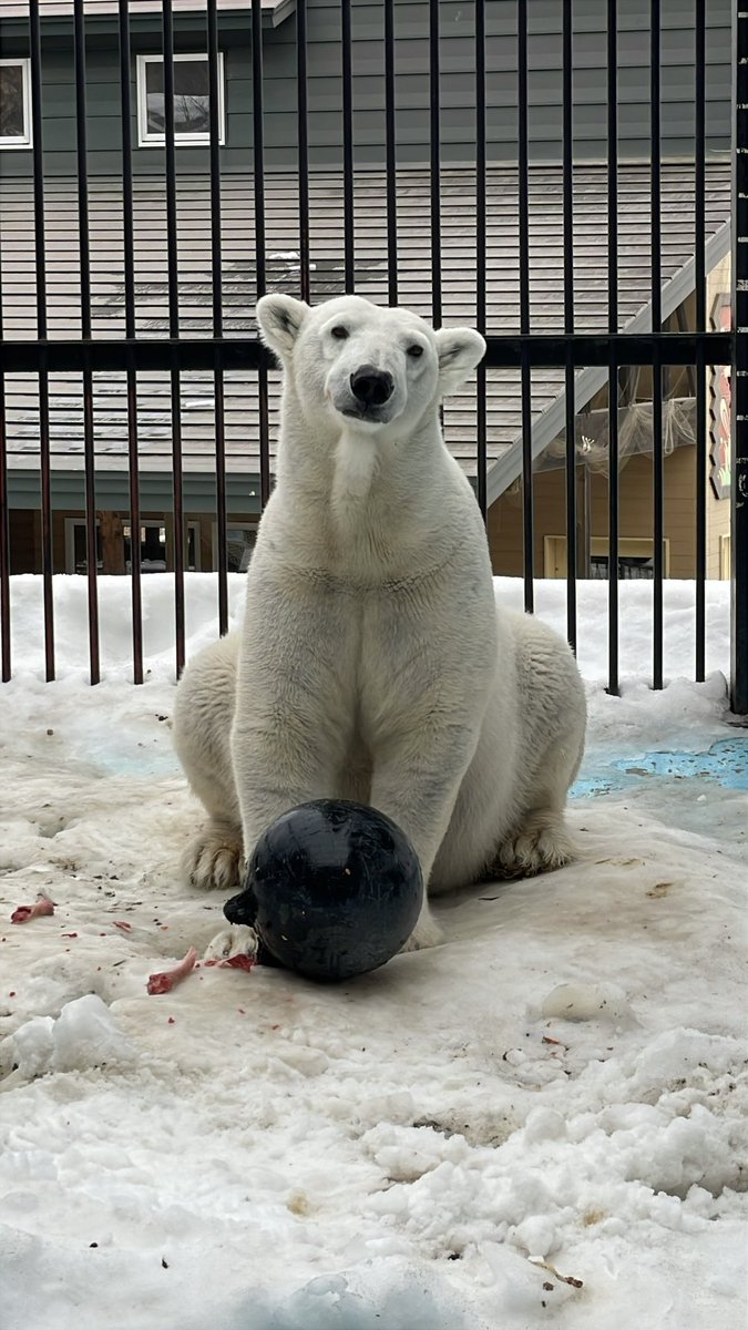 おびひろ動物園［公式］ tweet media