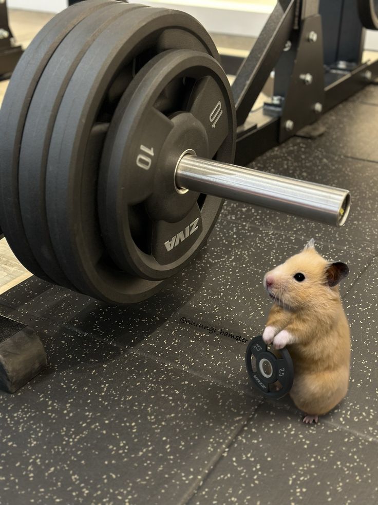 𝕲𝖔𝕵𝖔𝖊𝕸𝖔𝕵𝖔 tweet media