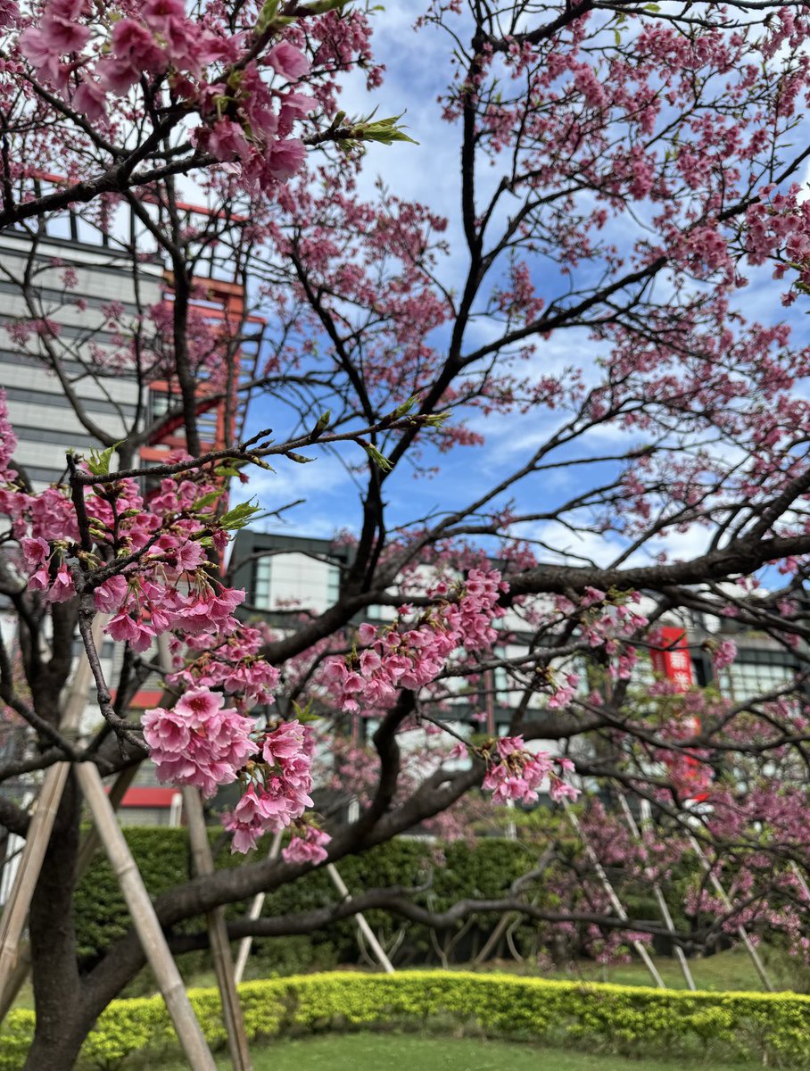 Lilidrmf's tweet photo. 台湾の桜は本当に美しい https://t.co/94hlERNLLk