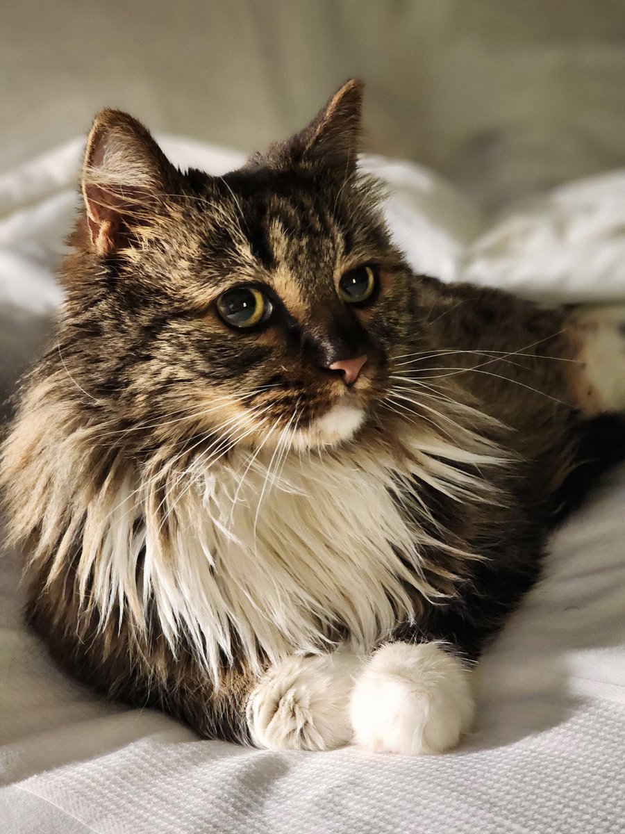 Missileman tweet media