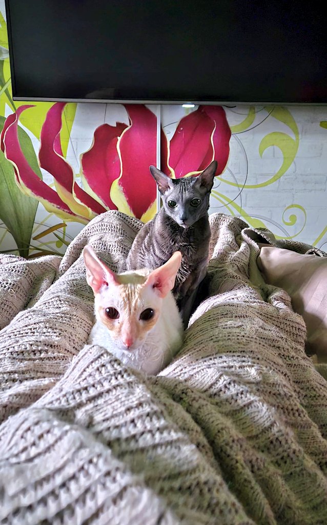 Vadim ☮️🥔🦬 tweet media