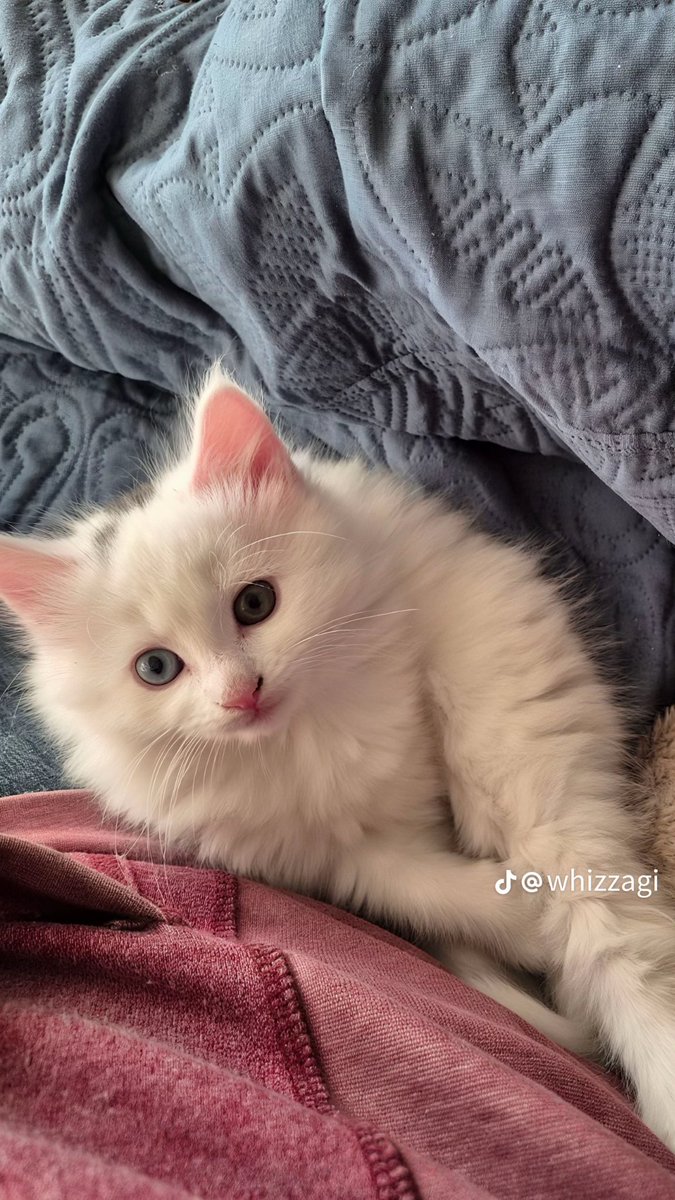 web3 whale tweet media