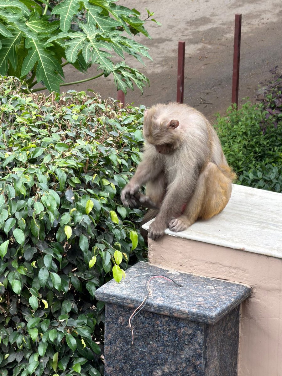 President RWA Sec 61 Noida tweet media