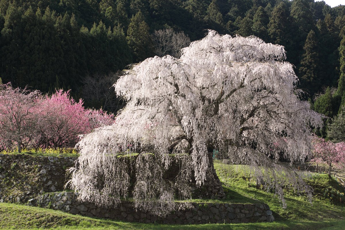 いざいざ奈良 tweet media