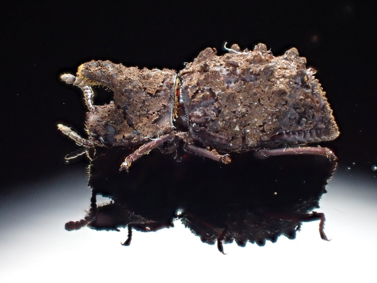 Damaster & Carabus tweet media