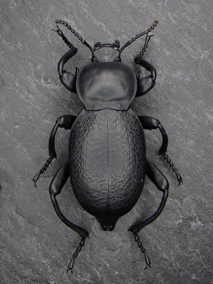 Damaster & Carabus tweet media