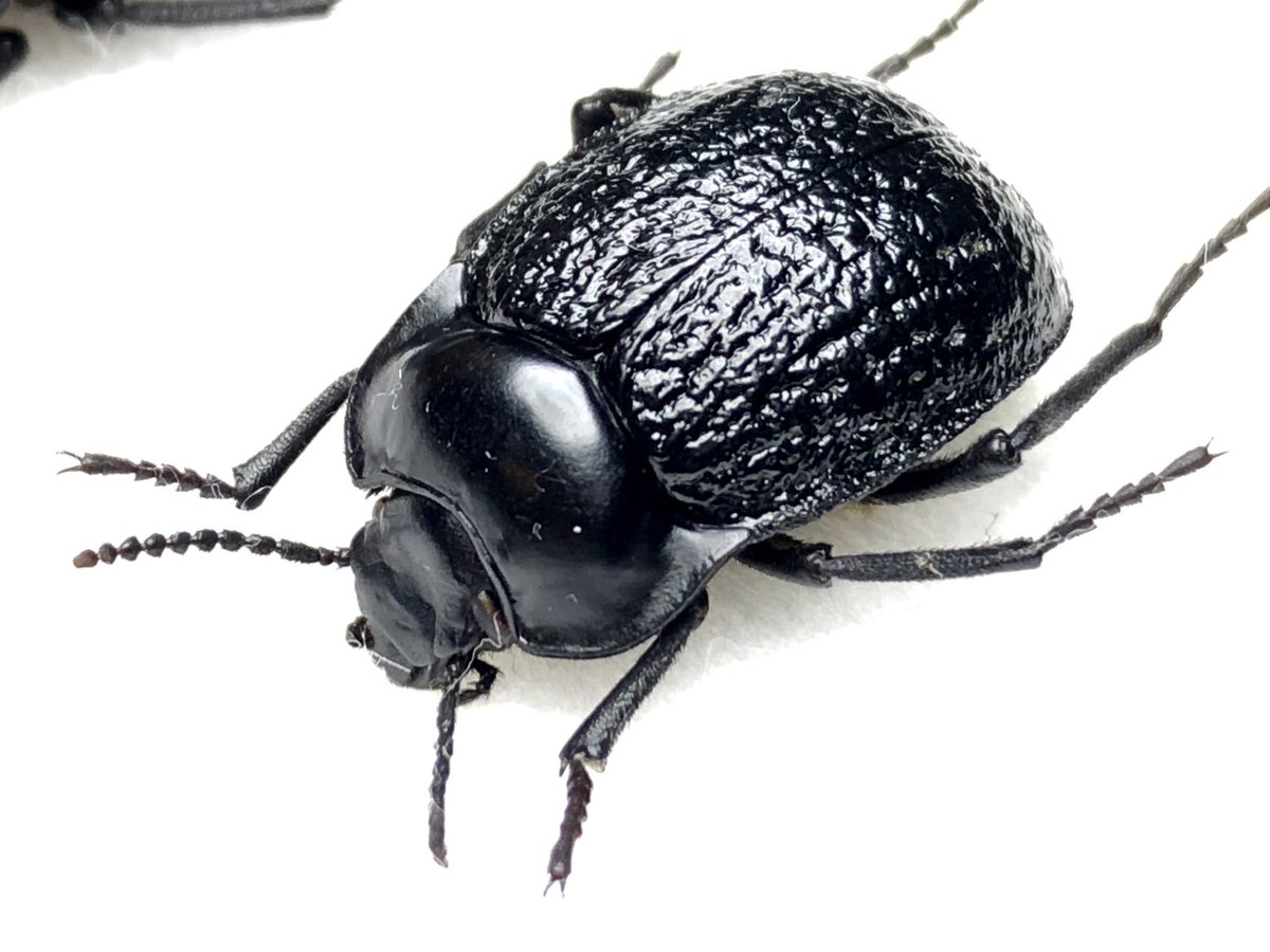 Damaster & Carabus tweet media