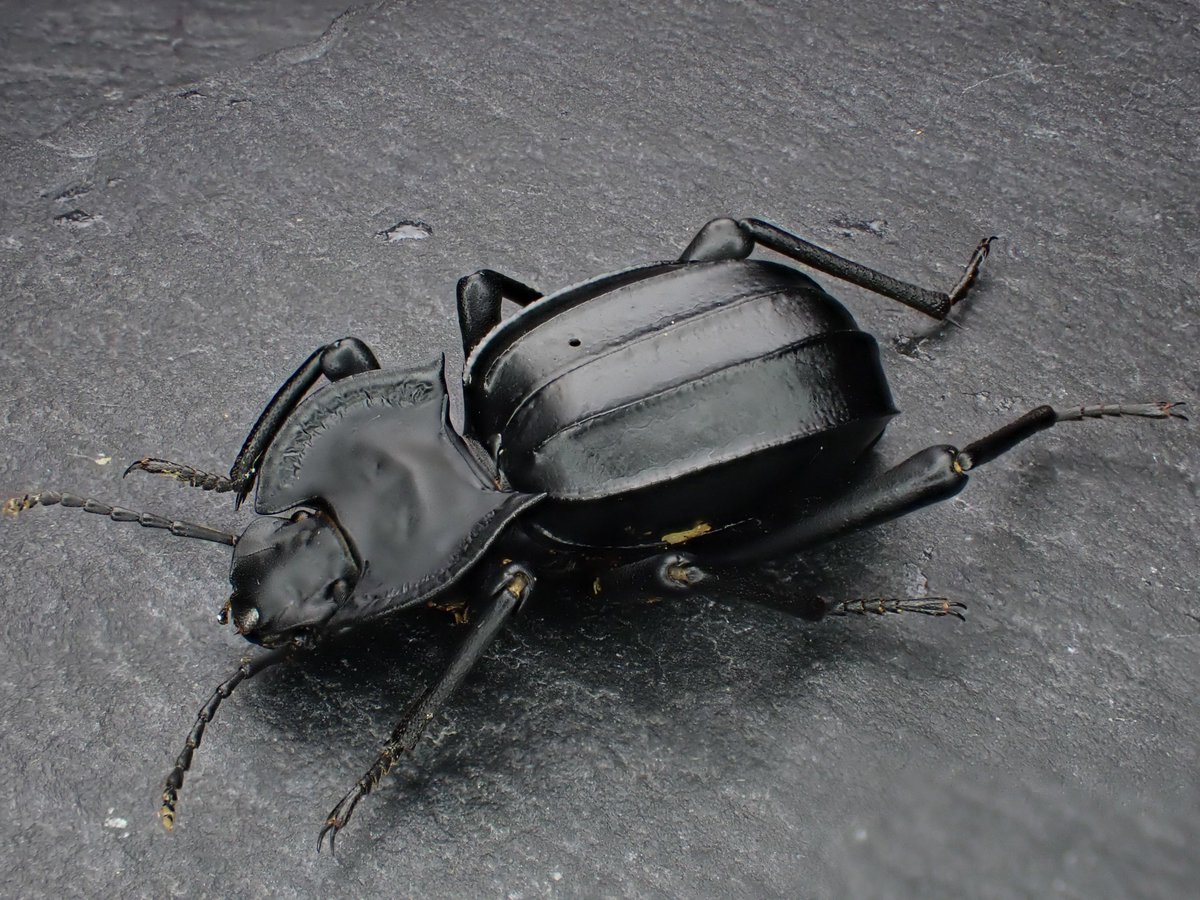 Damaster & Carabus tweet media