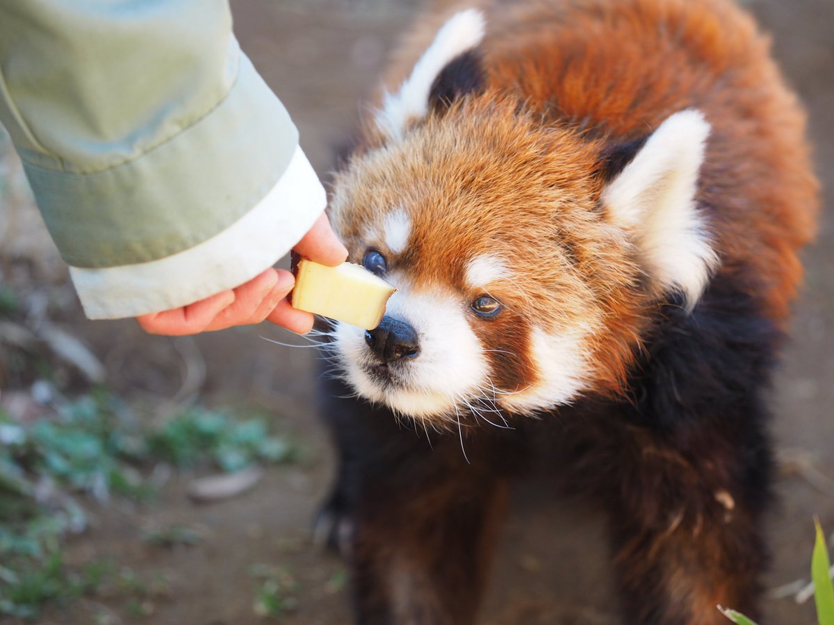 虎耳肉球堂 tweet media