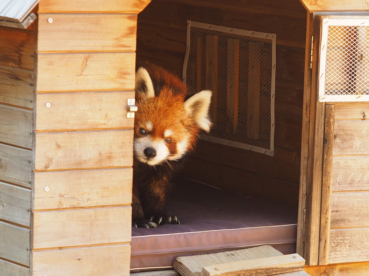 虎耳肉球堂 tweet media