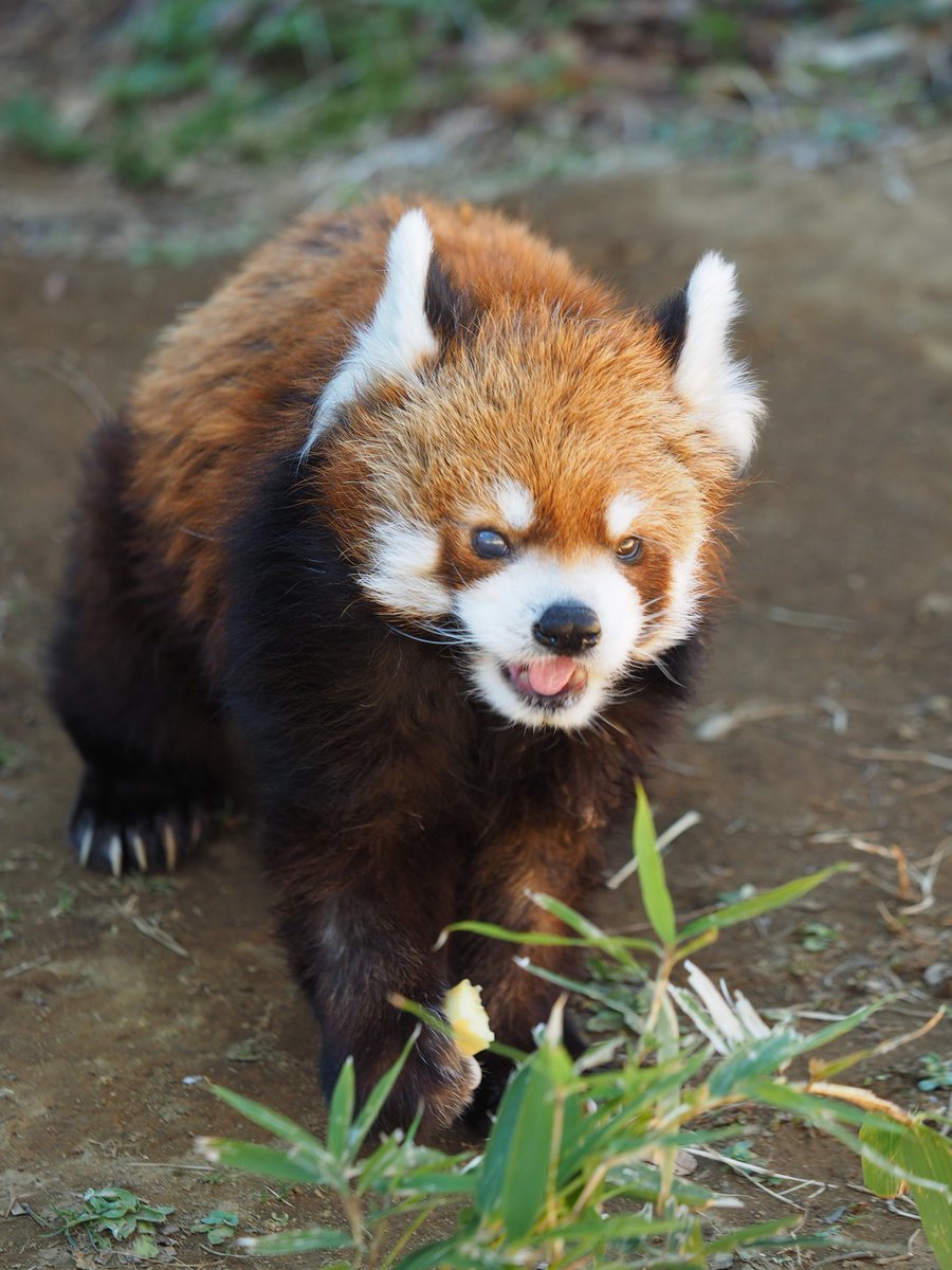 虎耳肉球堂 tweet media