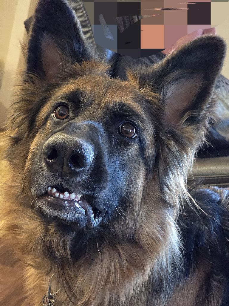 Piper THE Therapy Dog tweet media